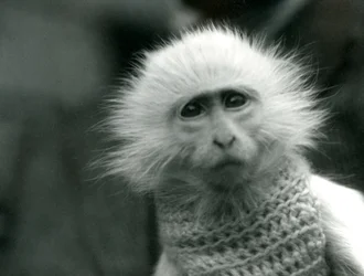An albino Old World Monkey wearing a sweater at London Zoo in July 1922